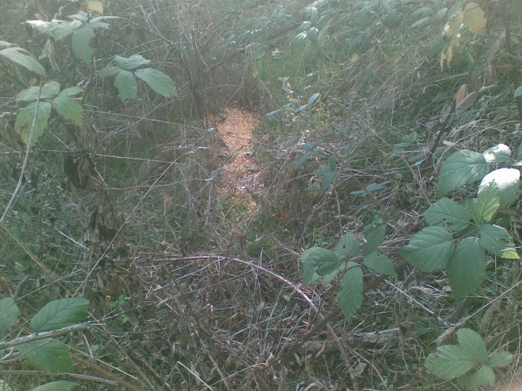 Privremeno hranilište