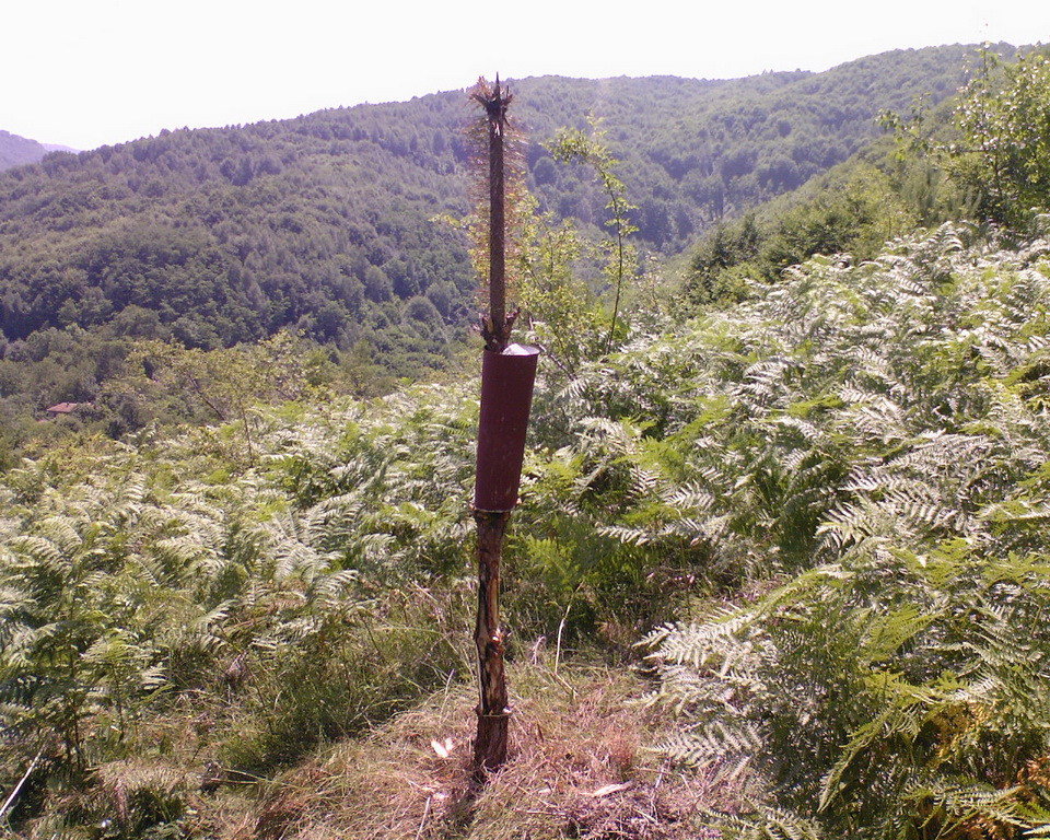 Solište
