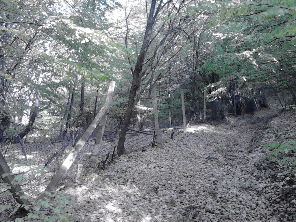 Gater za obuku odraslih pasa u Kruševačkom Bučju