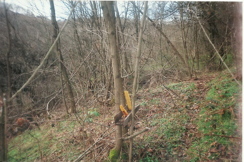 Zimska prihrana divljači