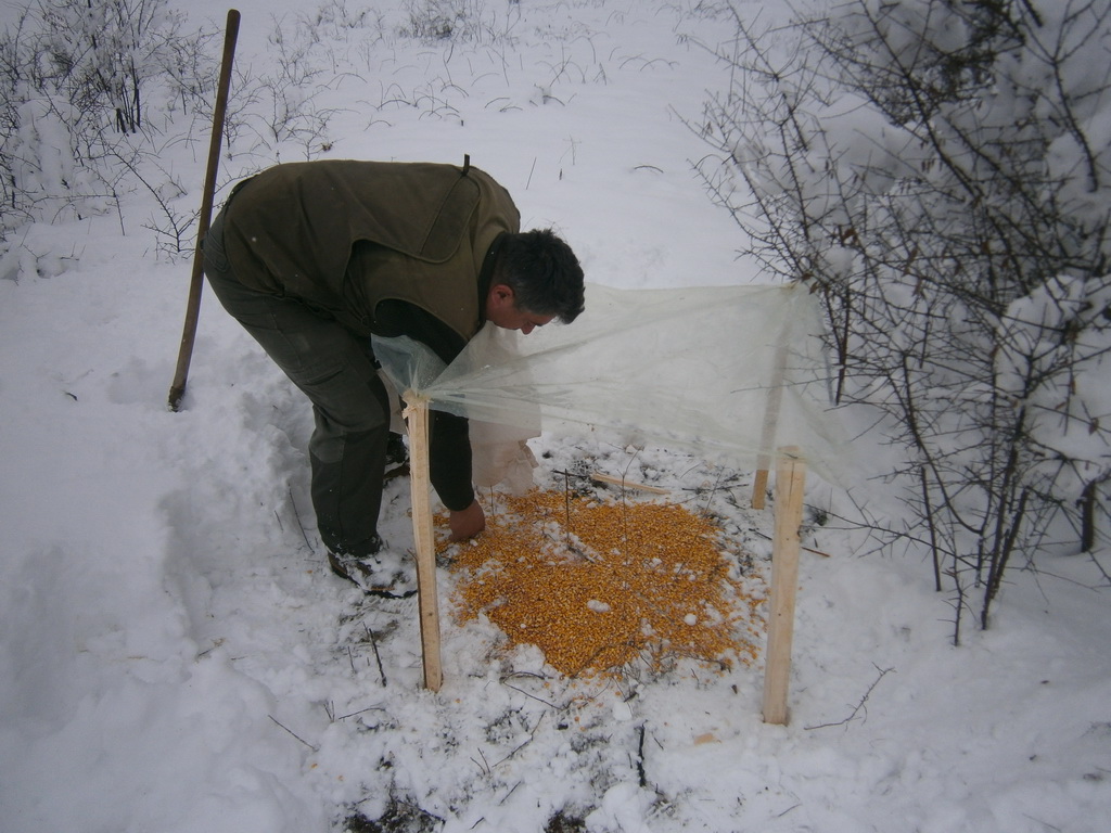 Zimska prihrana jarebica i fazana