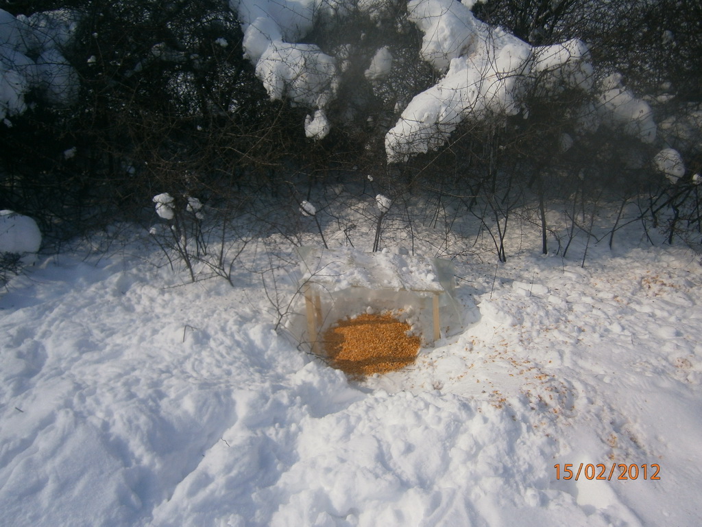 Zimska prihrana jarebica i fazana