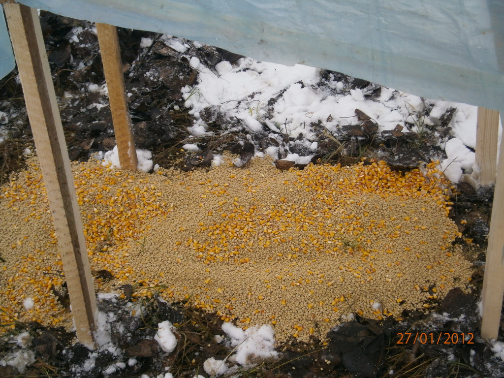 Zimska prihrana jarebica i fazana